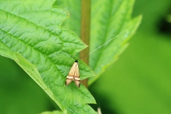 Nemophora degeerella