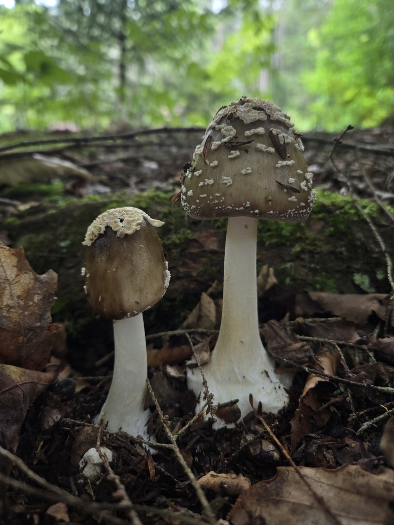 Brown American Star-footed Amanita