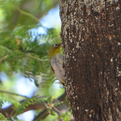 Zosterops japonicus