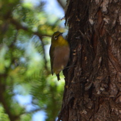 Zosterops japonicus