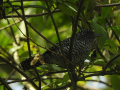Thamnophilus multistriatus