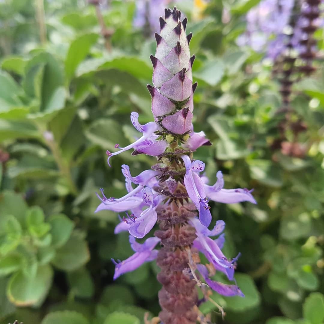 plectranthus amboinicus flower