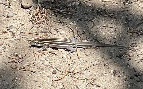 Plateau Striped Whiptail, Aspidoscelis velox