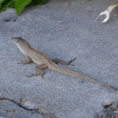 Anolis sagrei
