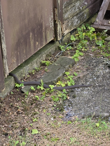 Northern Water Snake