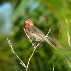 Haemorhous mexicanus