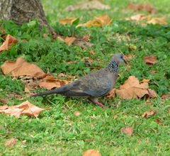 Streptopelia chinensis