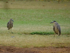 Nycticorax nycticorax