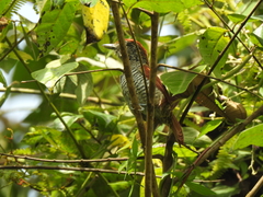 Thamnophilus multistriatus