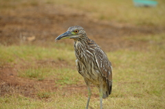 Nycticorax nycticorax