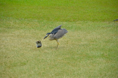 Nycticorax nycticorax