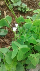 Oxalis latifolia