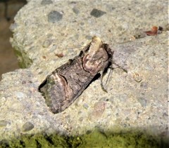 Abrostola tripartita