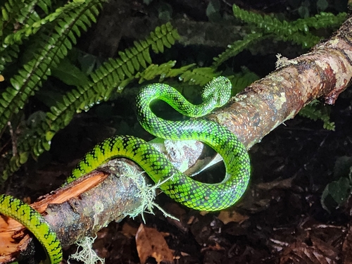 Photo of a Malcolm's Pitviper (Trimeresurus malcolmi)