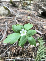 Anemonoides quinquefolia