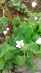 Oxalis latifolia