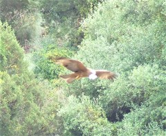 Milvus migrans