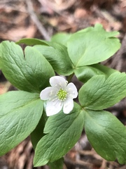 Anemonoides quinquefolia