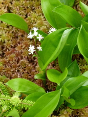 Maianthemum trifolium