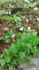 Oxalis latifolia