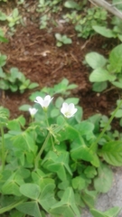 Oxalis latifolia
