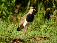 Vanellus chilensis