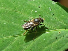 Teuchocnemis lituratus