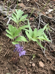 Hydrophyllum capitatum
