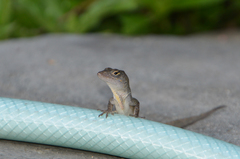 Anolis sagrei