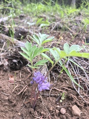 Hydrophyllum capitatum