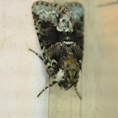 Lacinipolia explicata