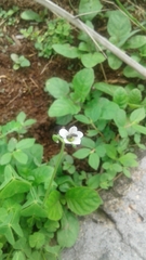 Oxalis latifolia