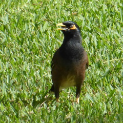 Acridotheres tristis