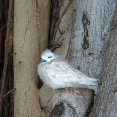 Gygis alba