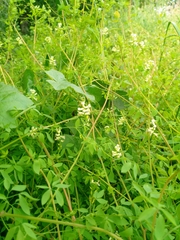 Ceratocapnos claviculata