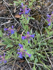 Penstemon pruinosus