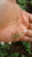 Oxalis latifolia