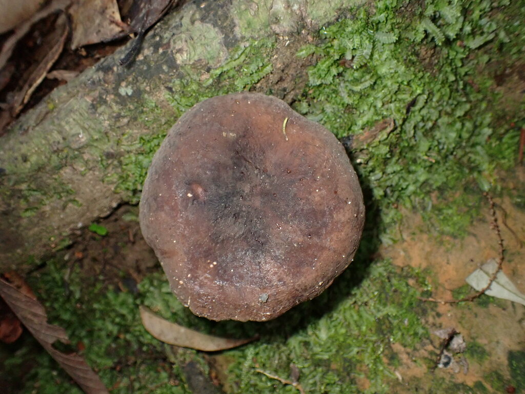 Lactarius lignyotus