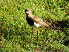 Vanellus chilensis