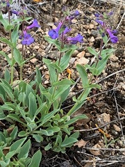Penstemon pruinosus
