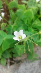Oxalis latifolia