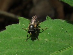 Teuchocnemis lituratus