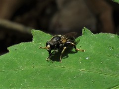 Teuchocnemis lituratus