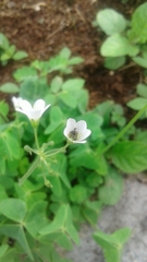 Oxalis latifolia