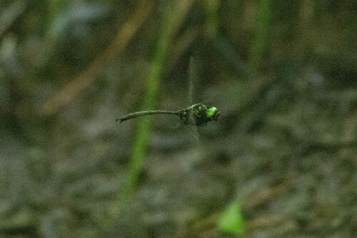 Clamp-tipped Emerald photo 5