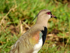 Vanellus chilensis