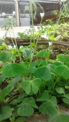 Oxalis latifolia