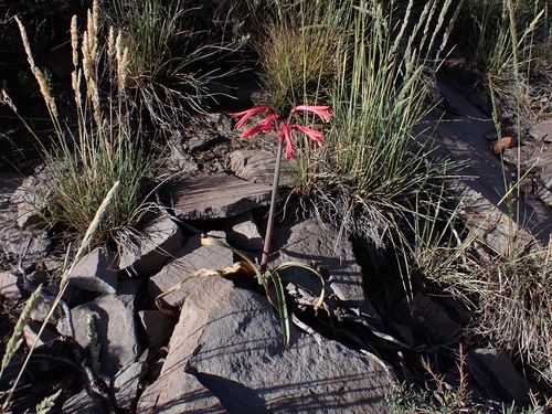 Zephyranthes gracilifolia, photograph 5
