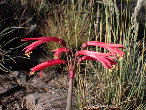 Zephyranthes gracilifolia, photograph 6