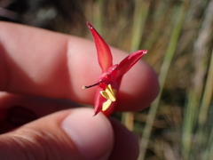 (c) Nolan Exe, some rights reserved (CC BY) Zephyranthes gracilifolia, photograph (c) Nolan Exe, some rights reserved (CC BY)